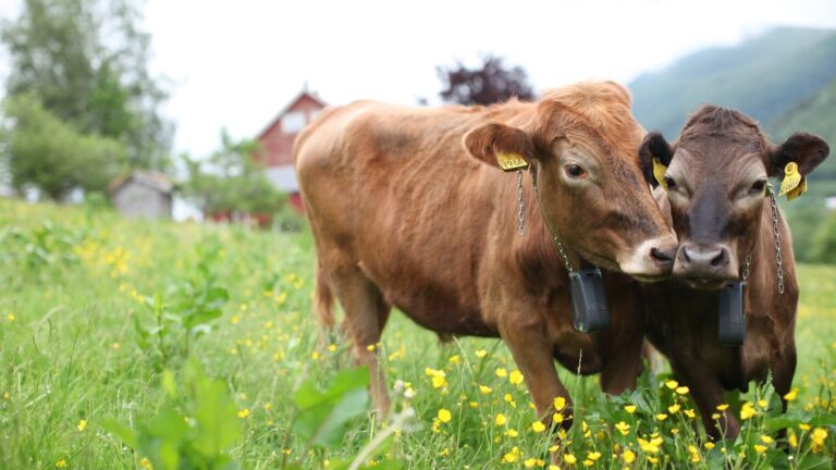 Virtual Fencing Boosts Cattle Grazing